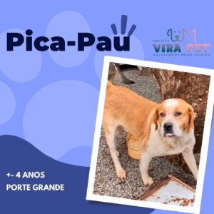 Pica-Pau