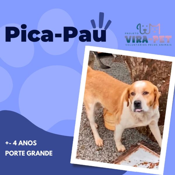 Pica-Pau