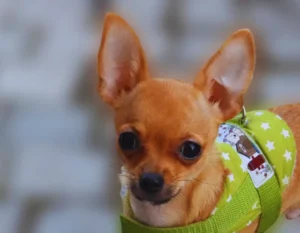 Foto de um pinscher marrom com roupa verde