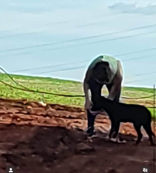 PIPOCA