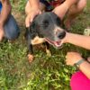 PIPOCA