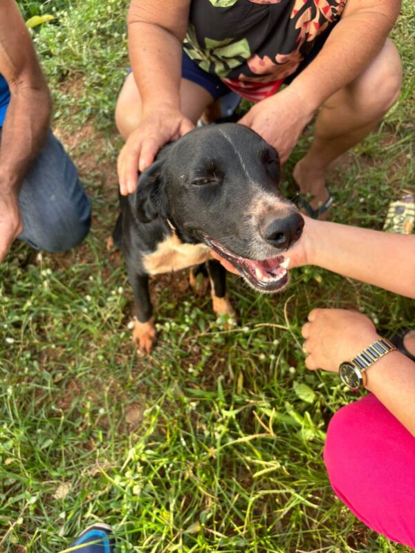 PIPOCA