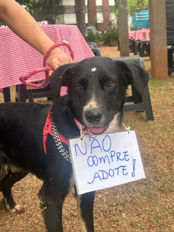 PIPOCA