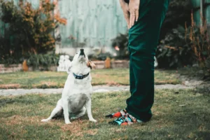 custo de um pet